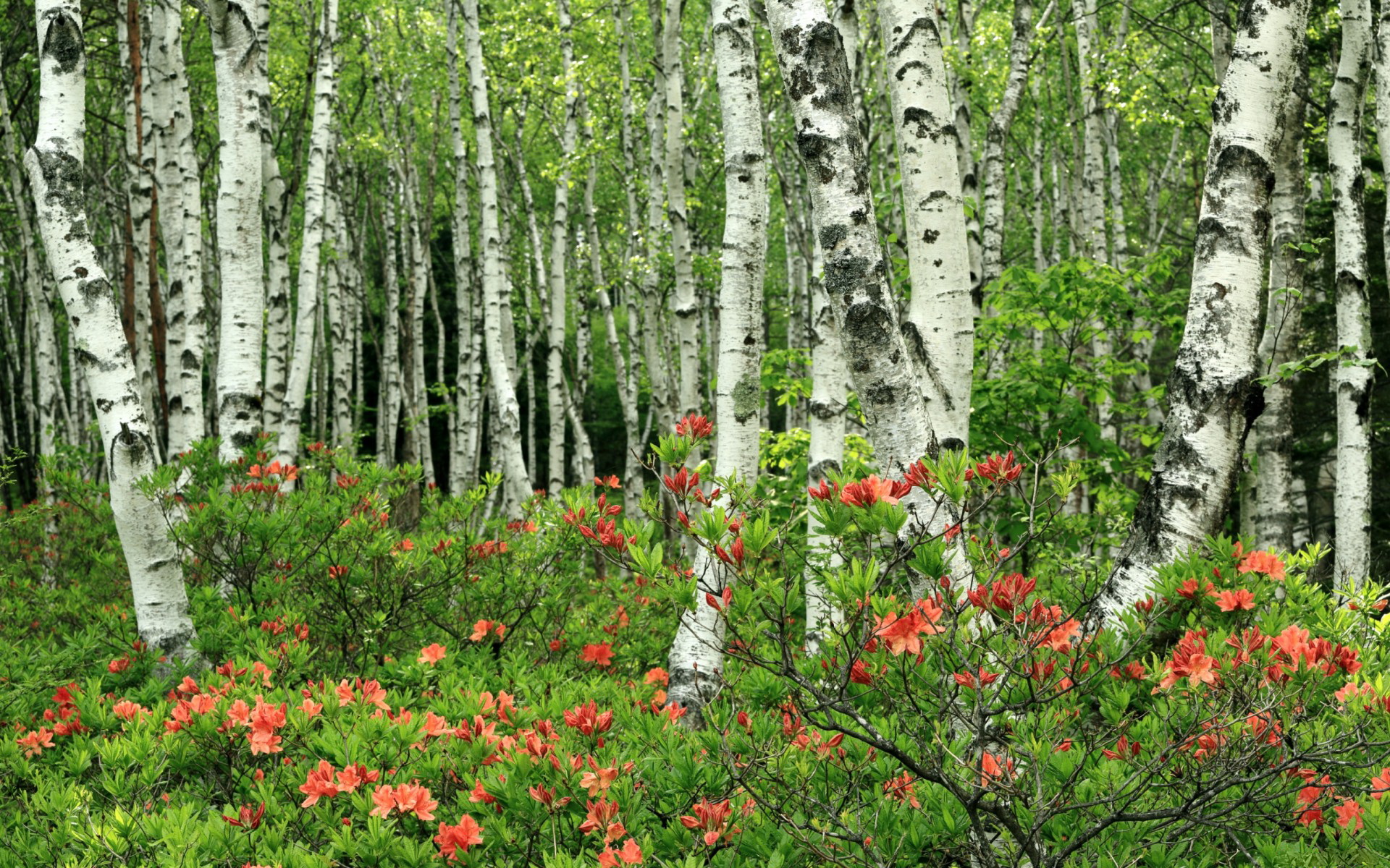 多特蒙德主场1-1战平勒沃库森，错失三分，多特蒙德对勒沃库森的历史战绩