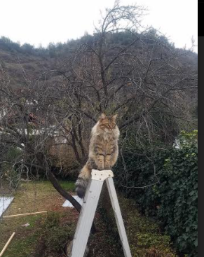 中国篮球青训教练员专业能力提升及教学方法创新,篮球教练员岗位培训教材