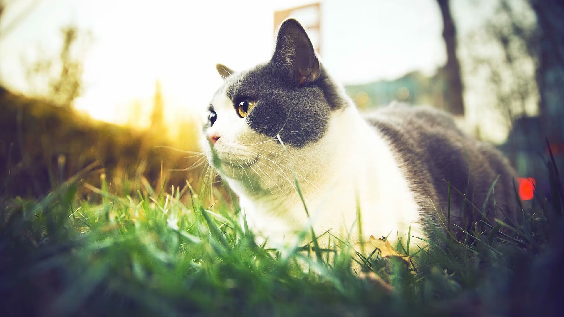 乐鱼电竞在线平台登录入口-“宽板滑水：东三叉湖赛场让水面上的挑战更具视觉冲击力”