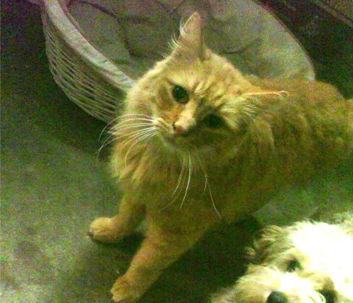 乐鱼官方登录入口-自由式滑雪动作数据库上线助力创新开发，自由式滑雪种类