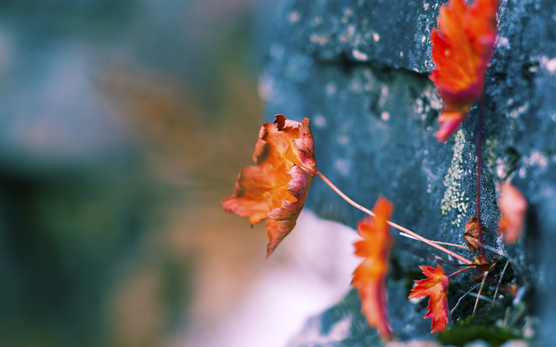 地方篮球名人堂成立表彰为区域篮球发展作出贡献人士,著名篮球队以及运动员