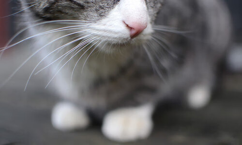 Leyu Sport登录入口-捷克队防守反击犀利，黑马名号不再偶然，捷克队打法