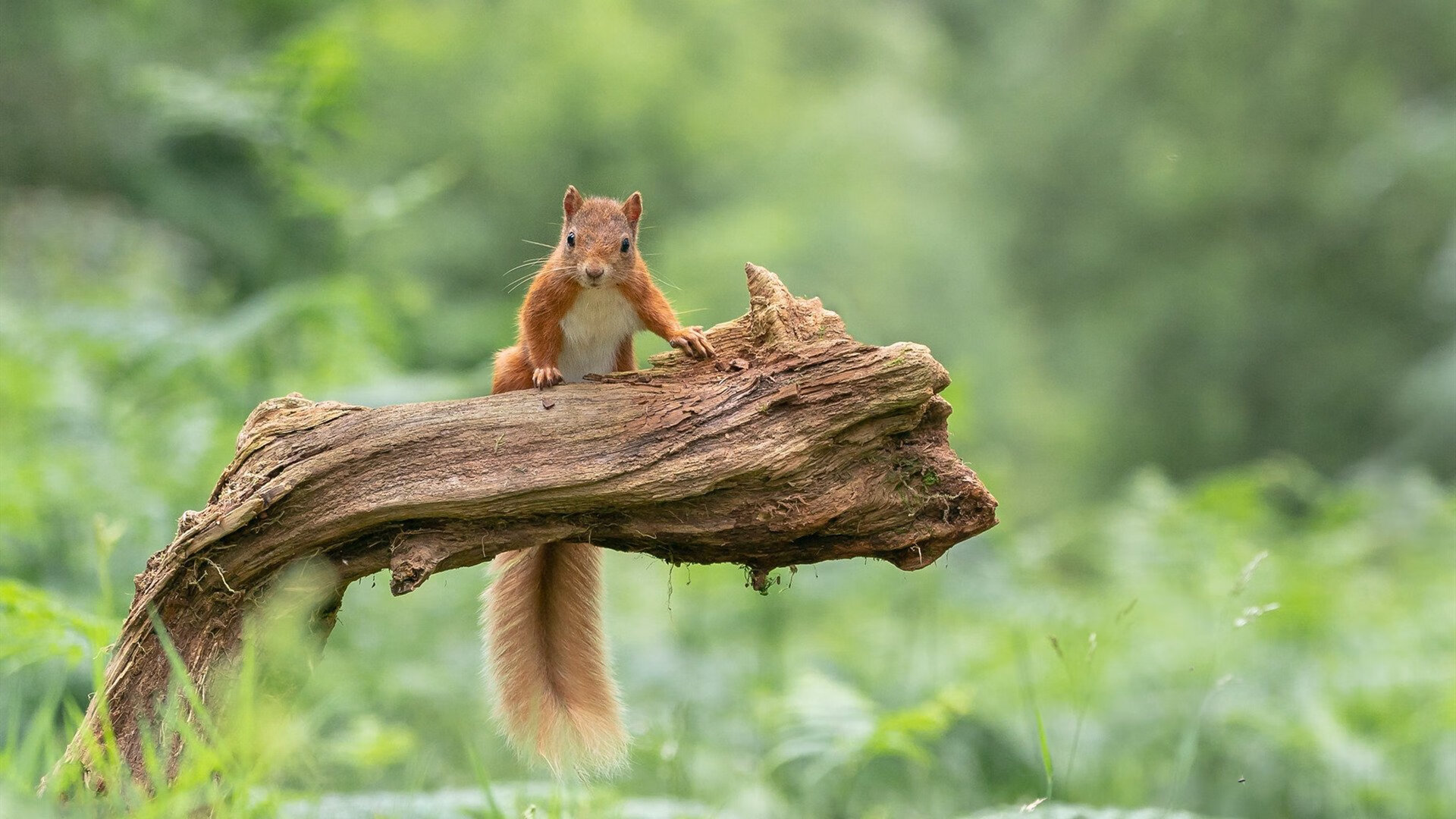 法甲“天王”战:明星球员的巅峰演出