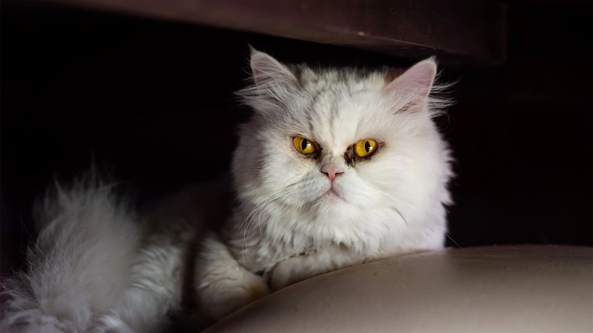 浓眉表示健康管理是赛季首要目标