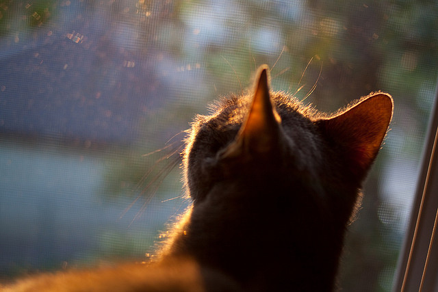 美洲杯明星绘就：突破、助攻，精彩纷呈！，美洲杯角色