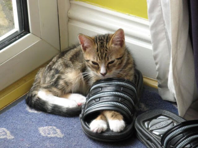 老鹰重建计划顺利年轻球员逐渐成型，老鹰重返季后赛