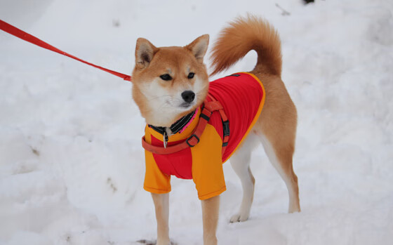 乐鱼娱乐app-训练场地全面翻新提升球员训练效率与舒适体验，球场翻新方案